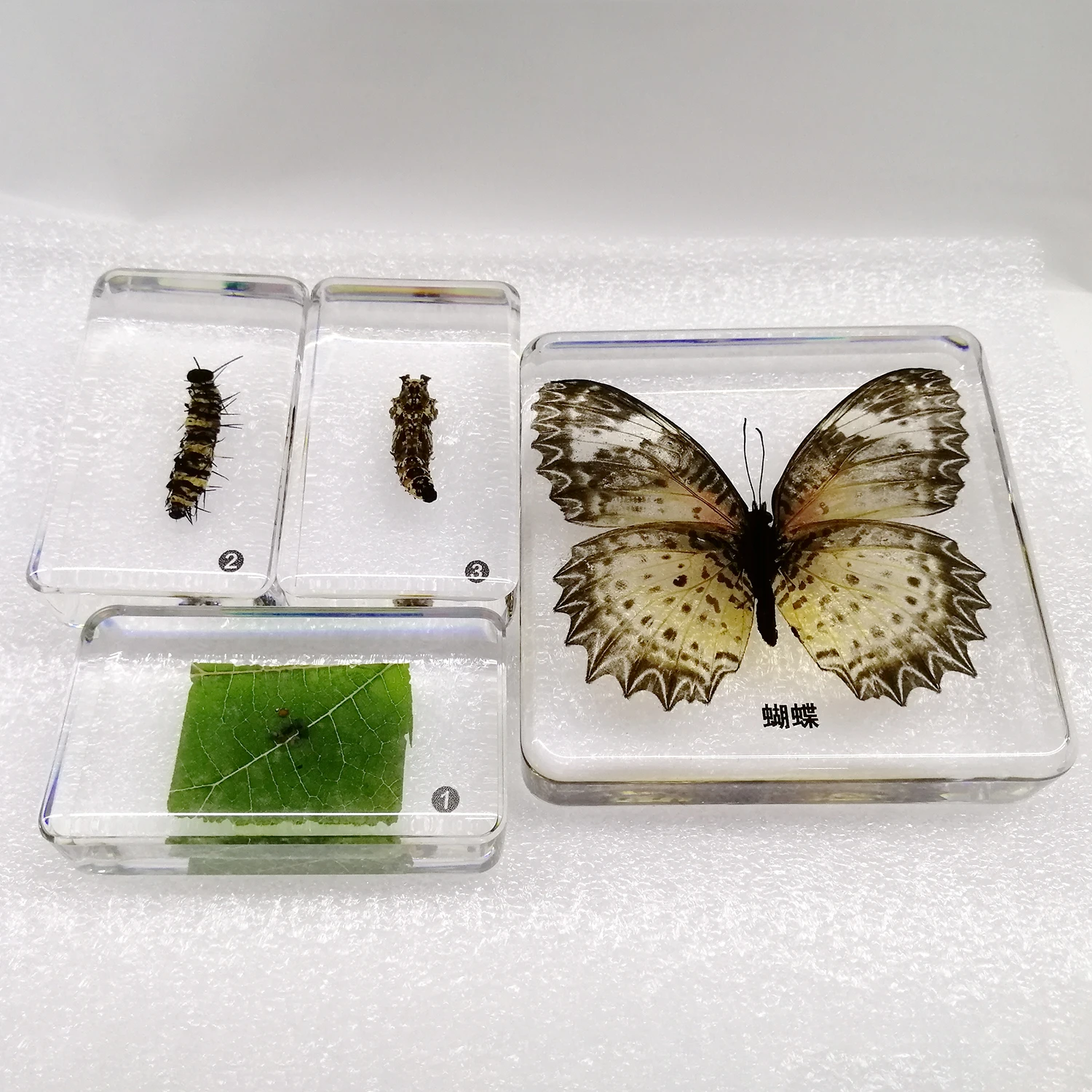 Wholesale teaching resources Butterfly Life Cycle science teaching equipment high transparent epoxy resin preserved specimen