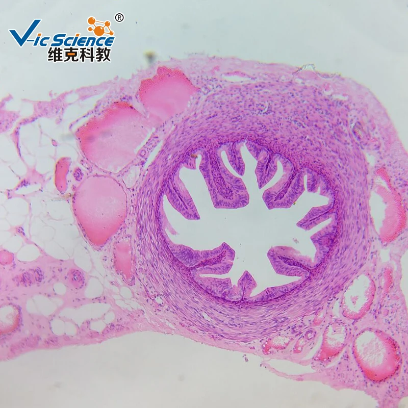 human histology microscope prepared teaching slides(100kinds) histology slide