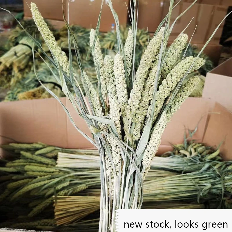 Dried natural Chinese Millet Grain flower, ears of millet, icker, earhead, floral plant