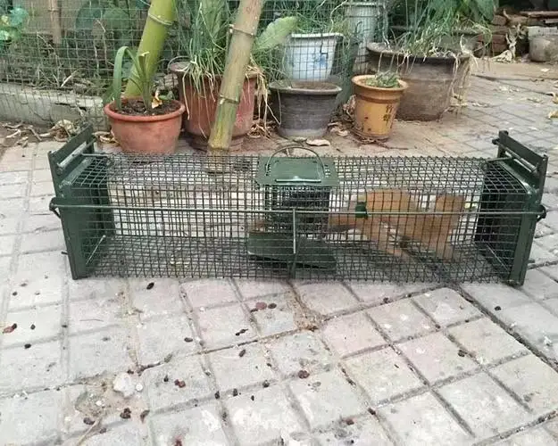 Galvanized metal foldable Live animal trap cages for rabbits cats rat squirrels raccoon