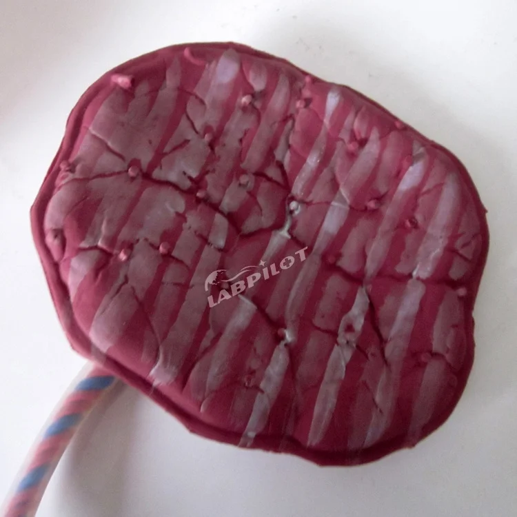 Neonatal Umbilical Cord Nursing Manikin, Placental Care Model