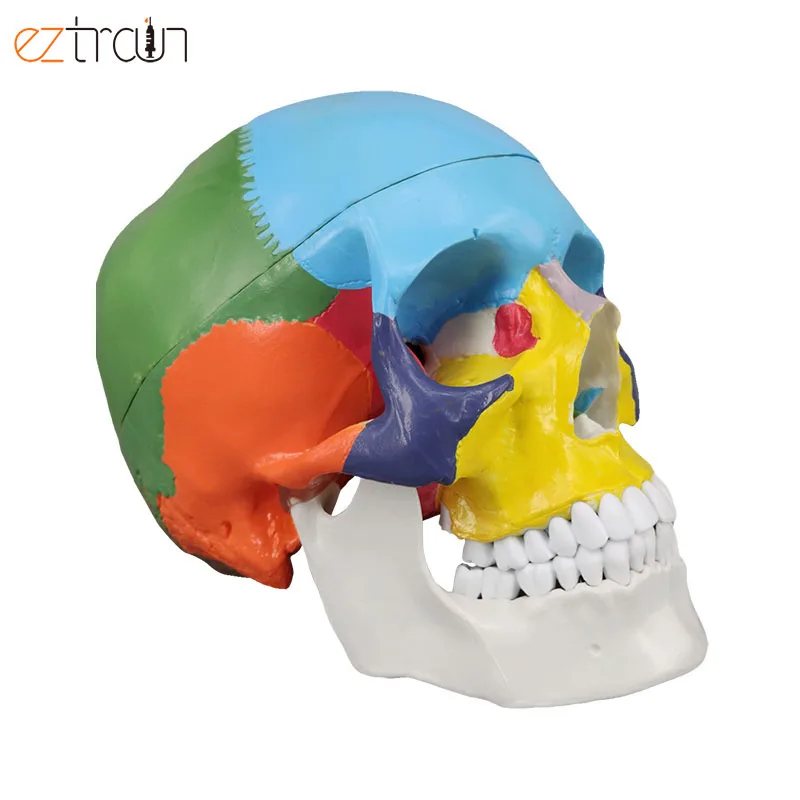 Human Skull Model Colored, Skull Anatomy Model Life Size, 3 Parts