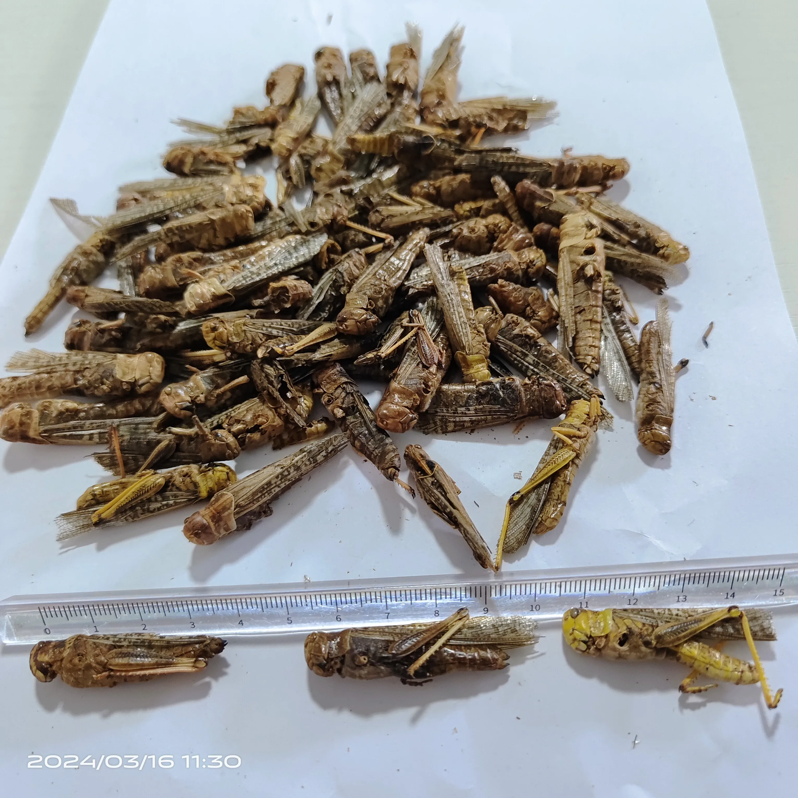 High protein pet food dried grasshopper