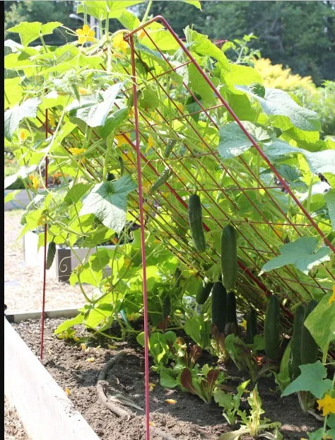 Large Cucumber Trellis metal  iron welded panels  A-Frame Garden plant Trellises