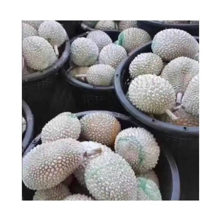 Premium High Quality Lower Price 18 Months Shelf Life Nitrogen Frozen D24 Sultan King Durian Whole Fruit Sweet Aromatic Taste