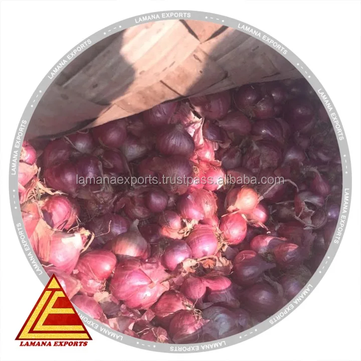 Hybrid Podisu Onion for Export Vietnam Malaysia Singapore 20mm Above Fresh Non-peeled COMMON Round Liliaceous Vegetabless