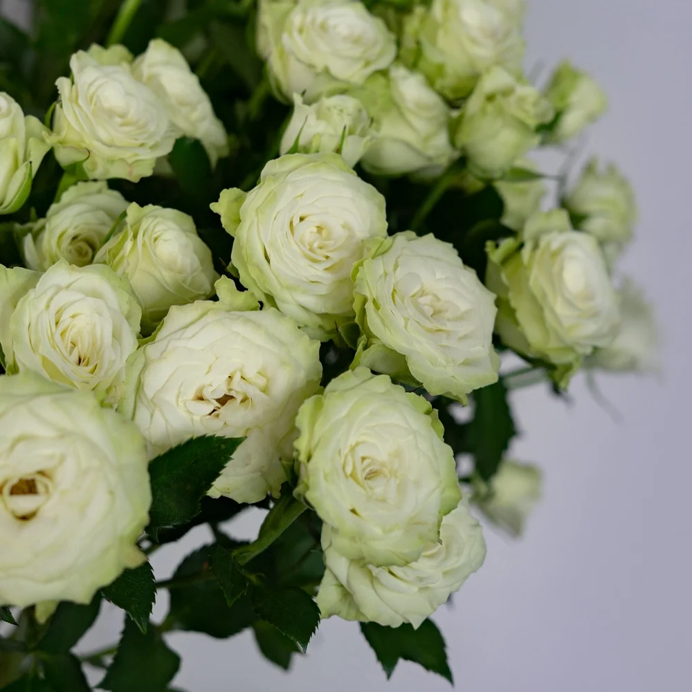 Competitive Price Home Wedding Decor Green White Long Stem Natural Roses Fresh Cut Flowers