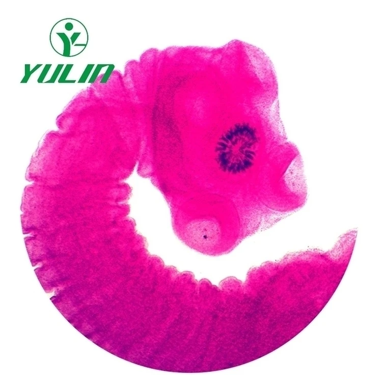 Set of 50 Medical Parasitology Slides Medical Science Microscope Slides