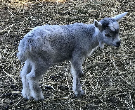 Blobe Ziegen Goats,cow,camel,sheep,goat,ox,bull
