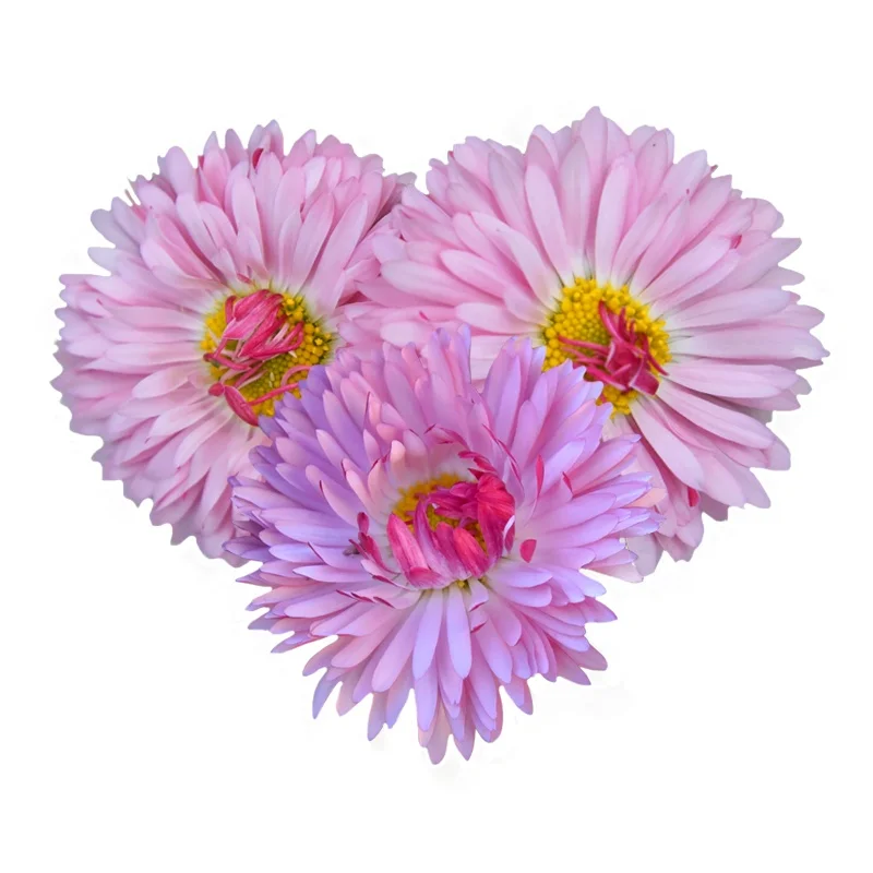 
Sun Chrysanthemum Pink Color Sun Chrysanthemum Bellis Perennis Seed For Cultivating 