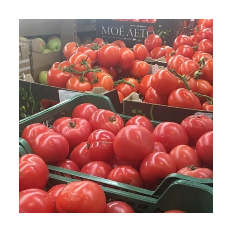 Treding hot products fresh tomatoes 2021 New Season Delicious High Quality Red Tomato From the United States