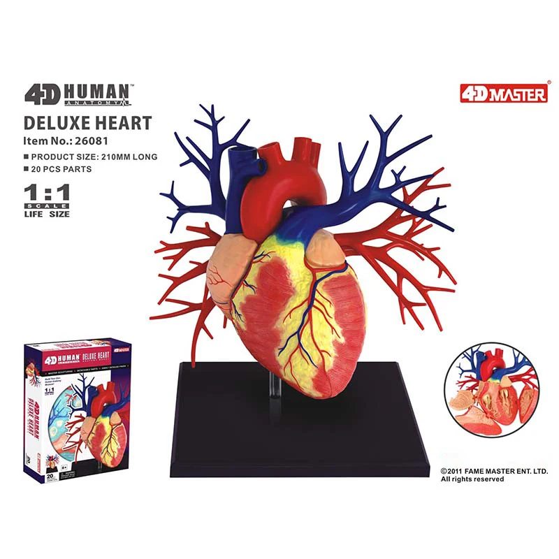 20 Parts 4D MASTER Assembled Human Deluxe Heart Anatomy Model toy for Medical Teaching