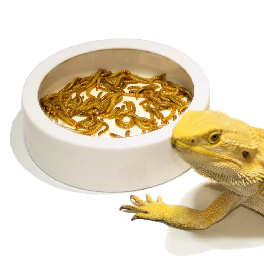 Reptile Large Ceramic Water Dish Food Bowl for Gecko Snake Chameleon