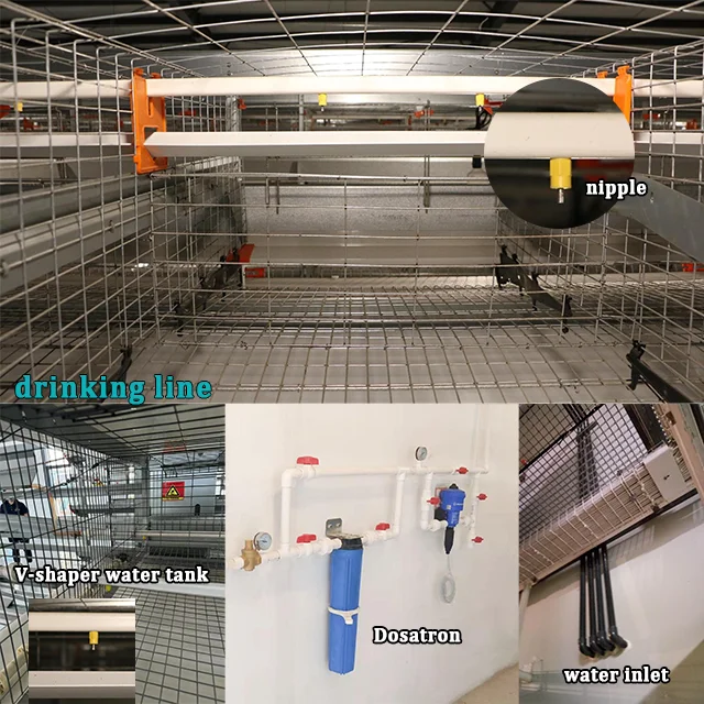 RAISETECH auto-layer cage for egg collection is used for  3 Tiers 8 Tiers  layer chicken cage used for farm