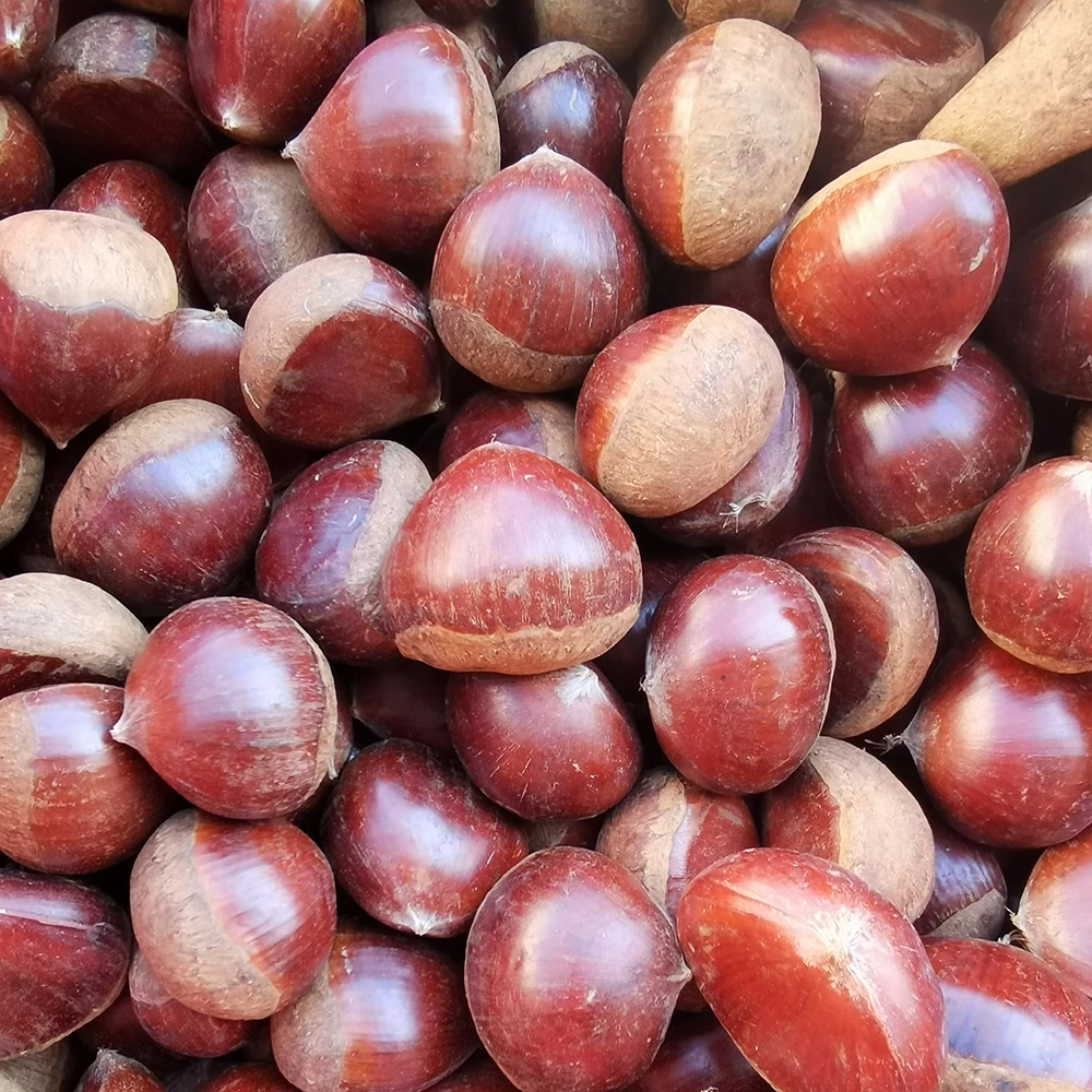 Происхождение из лучших регионов каштанов свежий каштан