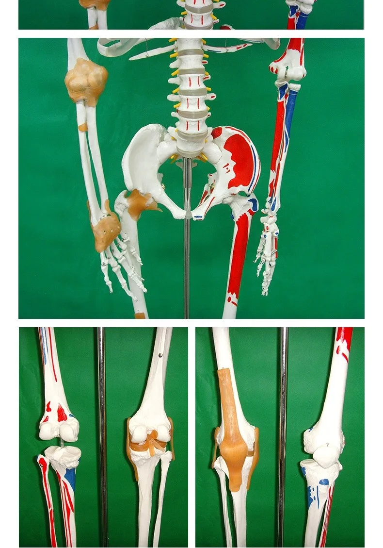 Skeleton with Muscles and Ligaments 180cm Tall  Life Size Human Bone  Anatomical Medical Science Full Size Model