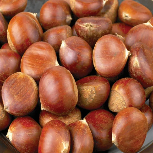 2021 New Organic Fresh Chestnut