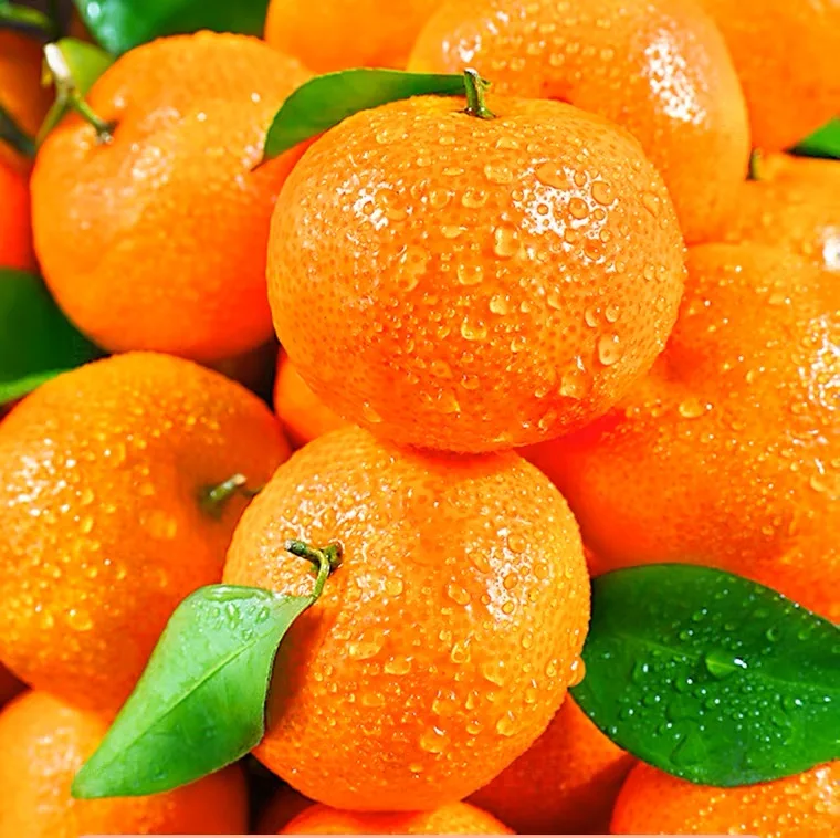 Fresh citrus fresh orange available all year round delicious and juicy   mandarin orange