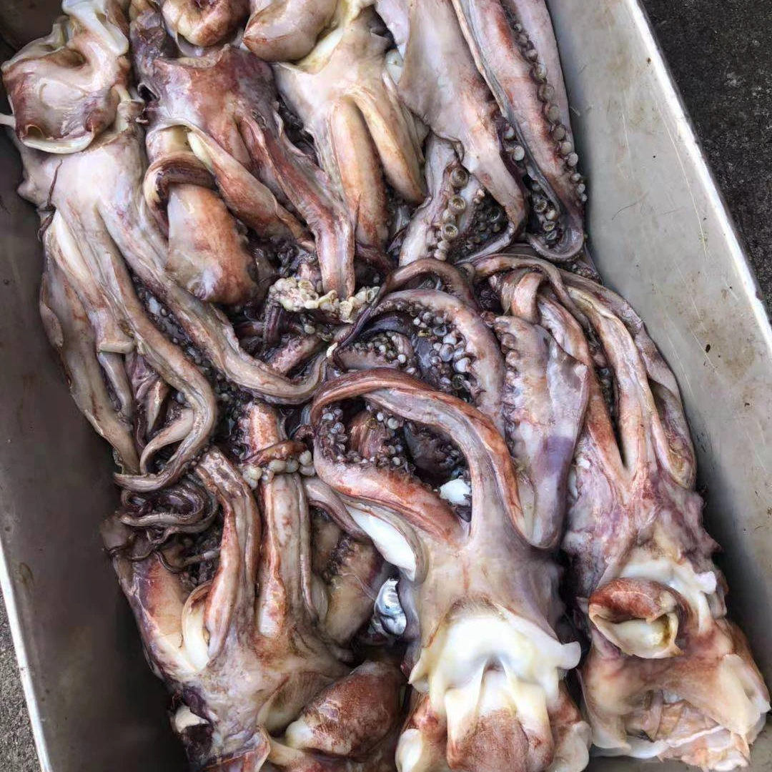 Hot Sale Frozen Squid Squid Block Frozen Illex Squid