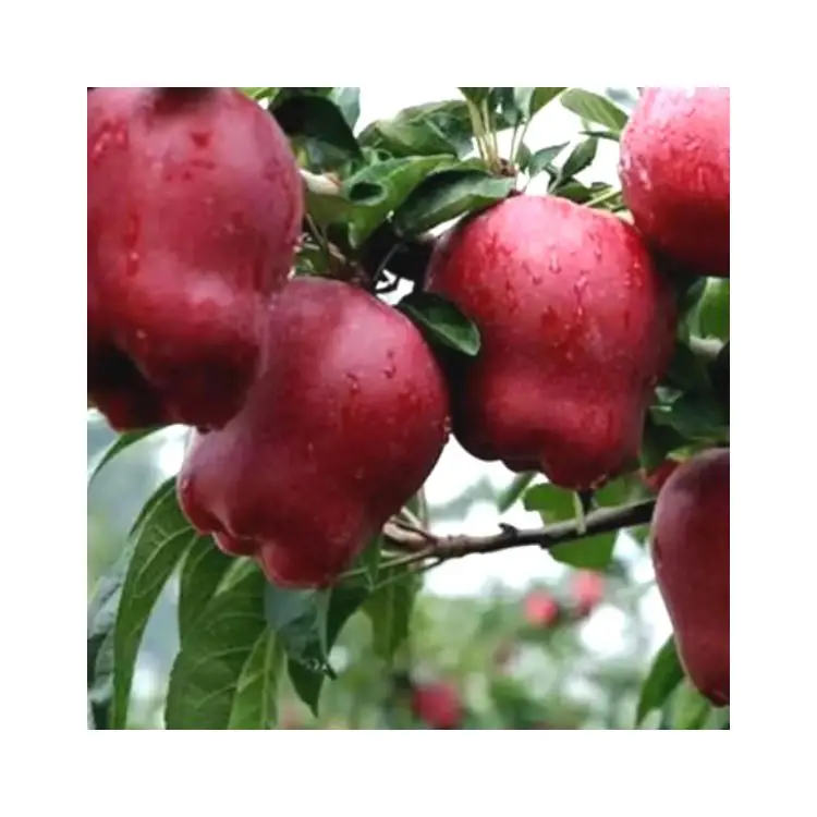 Factory direct supply cheap natural fruit price RED STAR APPLE 60mm-75mm red fresh apple