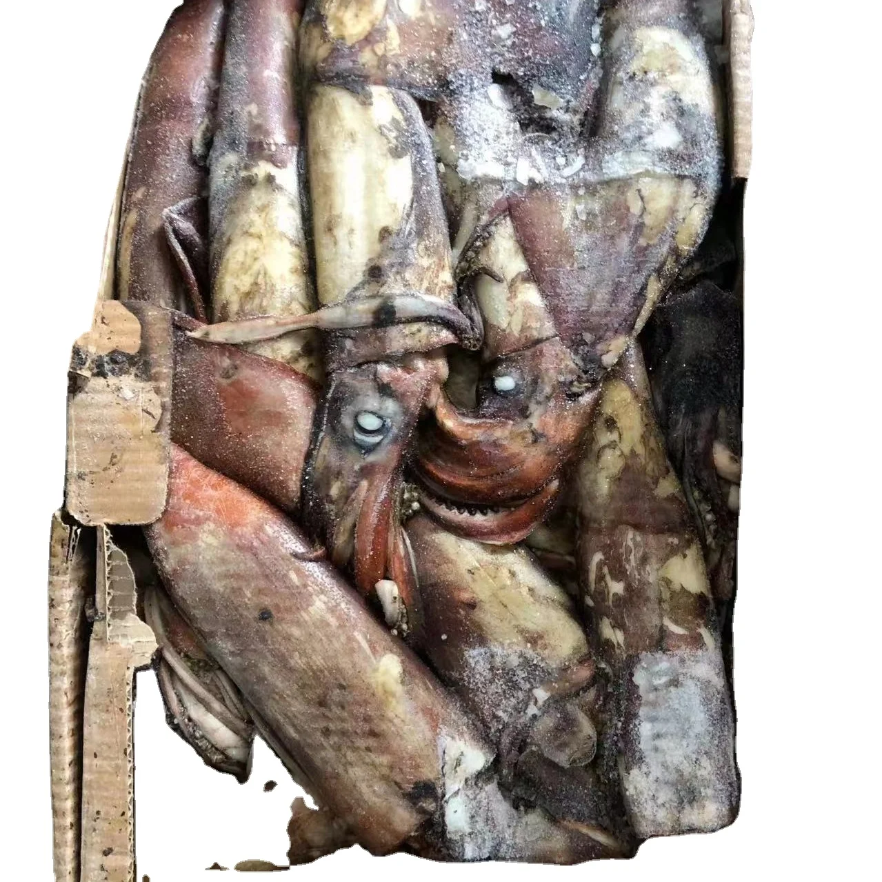 Замороженные тушки круглая индийские кальмар и цельным круглым для пищевых