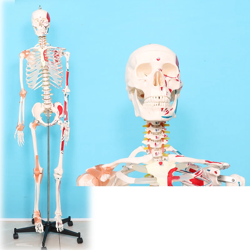 factory Human Skeleton Model Medical anatomy model human skeleton
