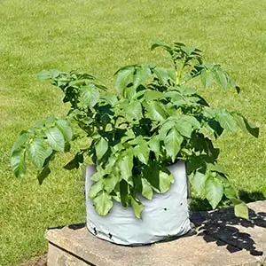 Useful White Plastic Planting Grow Bag Polyethylene Grow Bag For Plants Nursery Seeding Bags Plant Grow