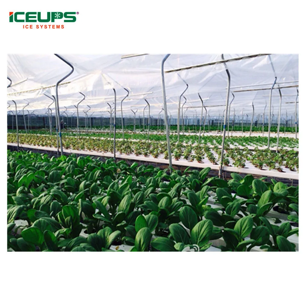 Fruit & vegetable Vacuum Cooler fruit vegetable processing machines