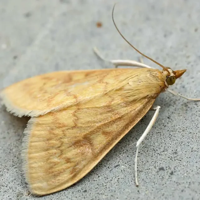 Bacillus thuringiensis israel subsp with Main function Insecticide