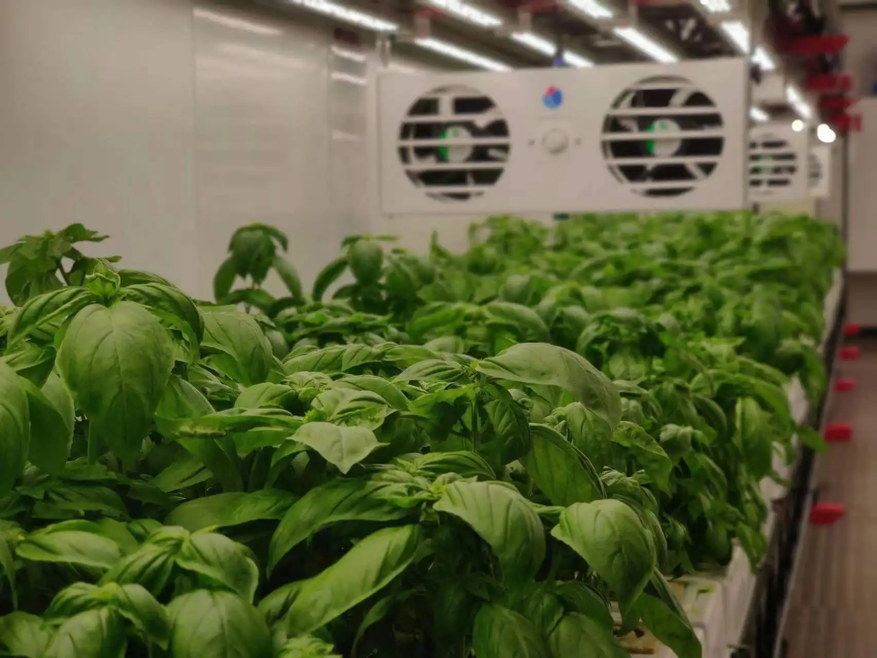 Smart Farm Hydroponic Plants Rack Indoor Vertical Growing System