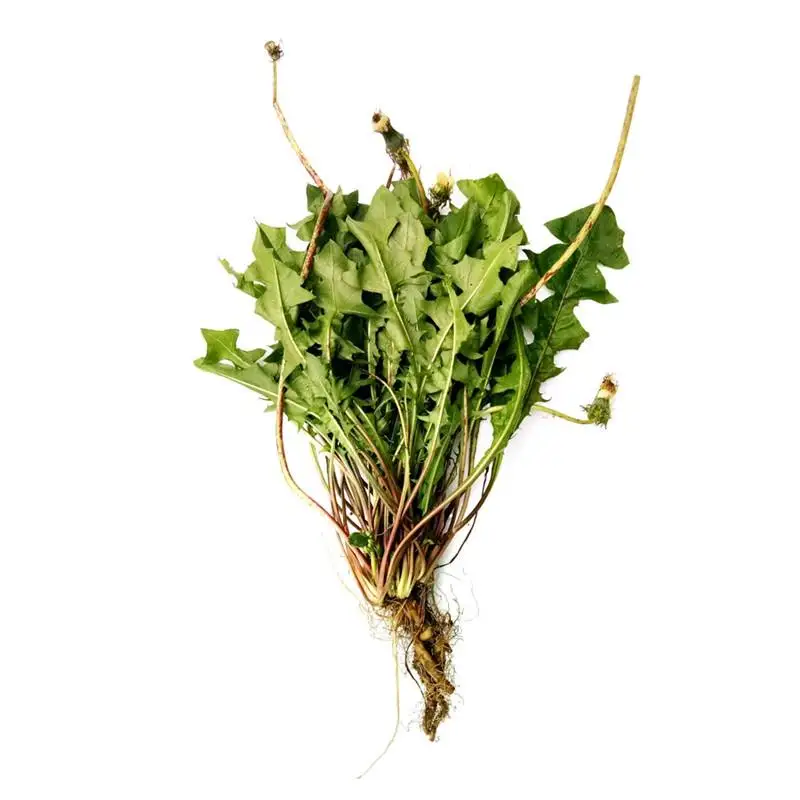 
Chinese Natural wild Pure Dried dandelion root for clearing heat and detoxification 