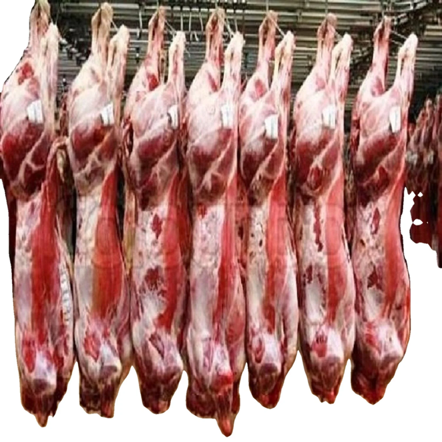 frozen pork meat