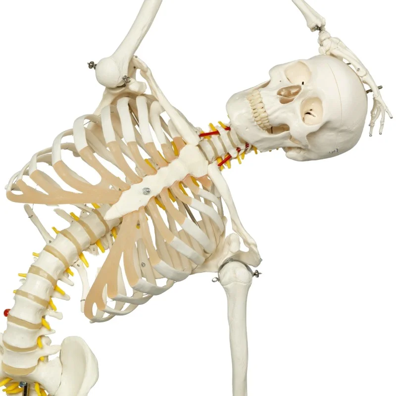 Anatomical Human Teaching Model of 170cm Human Skeleton with Natural size of pvc