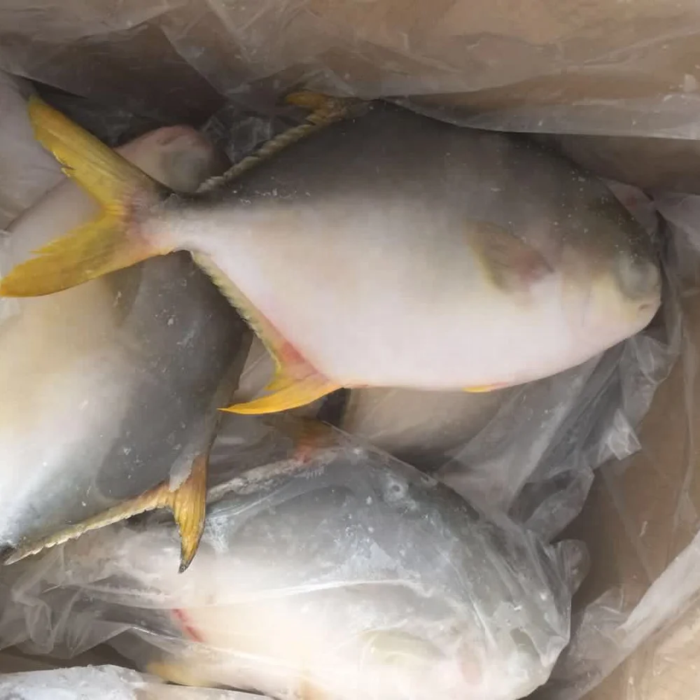 
IWP Frozen Black Tilapia Fish For Sell 