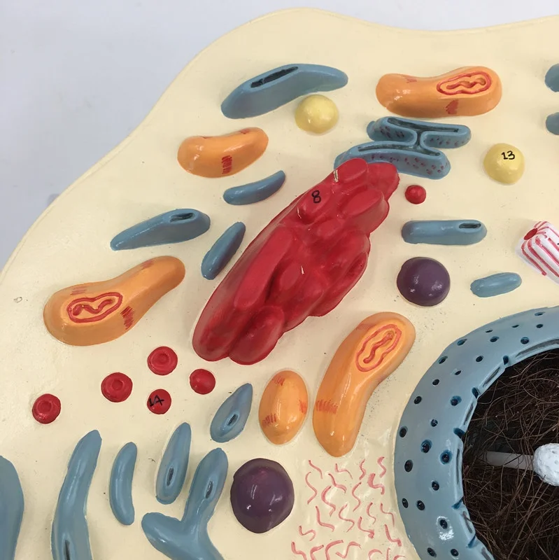 Animal cell teaching model