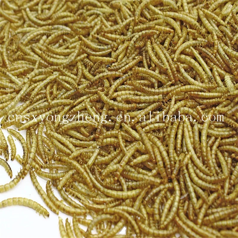 factory price top quality animal feed dried earthworm for fish feed