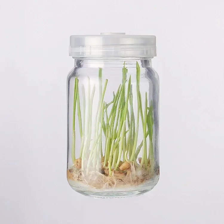 4oz 100ml slim tissue culture vessel glass bottle jars for plant with breathable caps