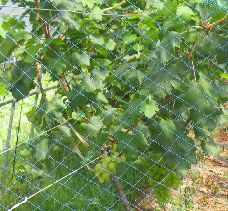 Nice Quality Protect Our Plants or Fruits From be attached by birds or other insect Anti-bird Netting