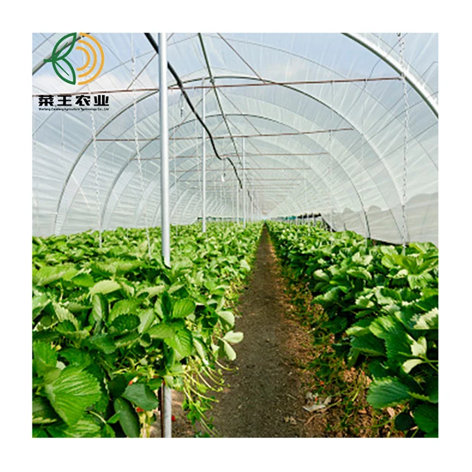 Single span film greenhouse Single-span tunnel garden green house for sale