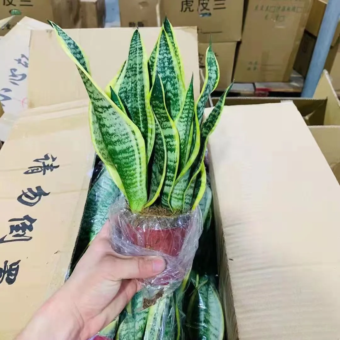 Real snake plant sansevieria plants live snake plant