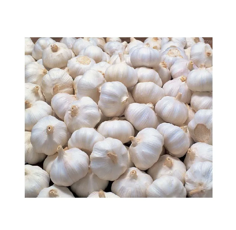 Wholesale Premium High Grade Quality Fresh Normal White Red Garlic Price in China Supplier Sale by Bulk