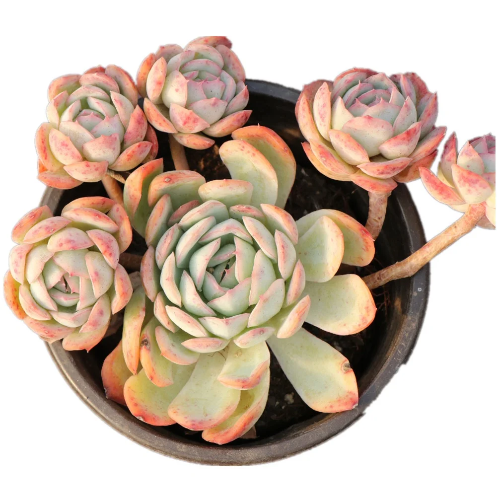 
Phytosanitary echeveria natural live succulent plants with attractive pricelist 