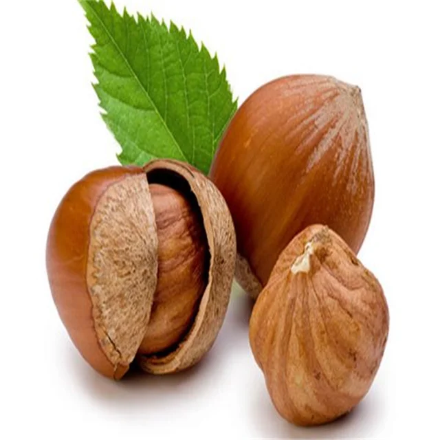 Best price Unshelled Hazelnut 100% Natural hazelnut nuts hot selling hazelnut