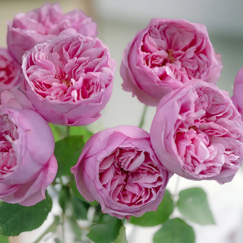 Wholesale High Quality Kunming Fresh Cut Flowers Kelly Fresh Roses for Home Flower Arrangements