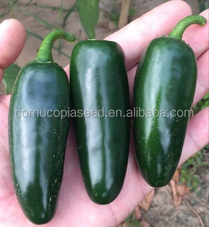 Гибридный f1 Jalapeno, Мексиканский перец, семена овощей для посадки