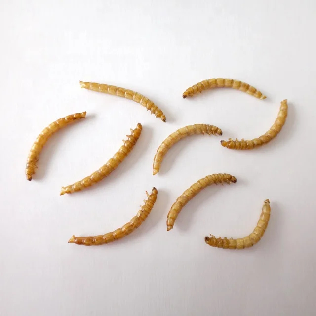 
High Quality and Eco Friendly Parrot Food Bird Food Poultry Food 100% Natural Dried Live Mealworms 