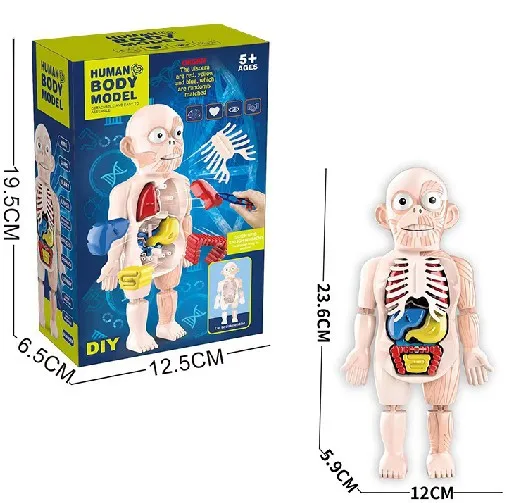 Jigsaw Puzzle Model Toy Science Kit Medica Anatomical Model Body Anatomy Early Education DIY Assembly Human Body Organ Model