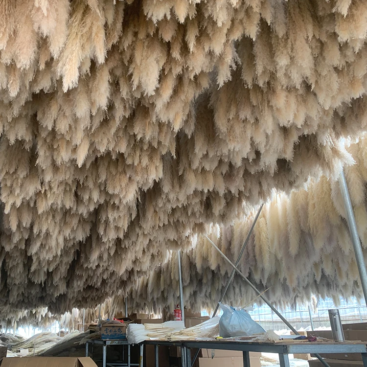 AA-5 2022 New Arrivals Amazon 7 Sticks Natural Decorative Flowers Dried Flower Artificial Flowers Large Pampas Pampa Grass