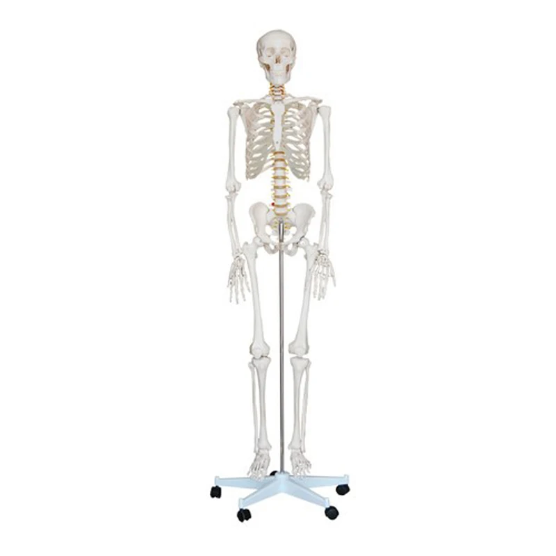 Life-Size Skeleton Anatomical Model Plastic Human Skeleton