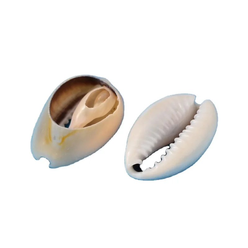 PandaHall покупка пляж оптом морские спиральные ракушки бусины